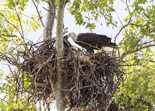 In an April 8, 2016 photo, bald eaglets peek from their nest in Scottsdale, Ariz.. A pair of bald eagles and their two 6-week-old hatchlings have been living in a massive nest above a golf course in the city. (Cheryl Evans/The Arizona Republic via AP)